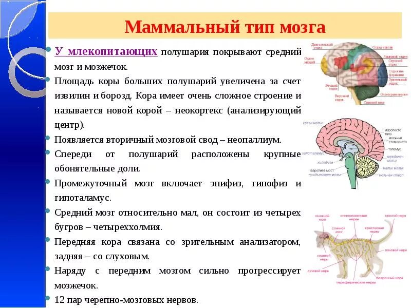 Наиболее развитые отделы головного мозга у млекопитающих. Строение коры головного мозга млекопитающих. Функция больших полушарий переднего мозга у млекопитающих. Строение отделов головного мозга млекопитающих. Передний мозг функции головного мозга млекопитающих.