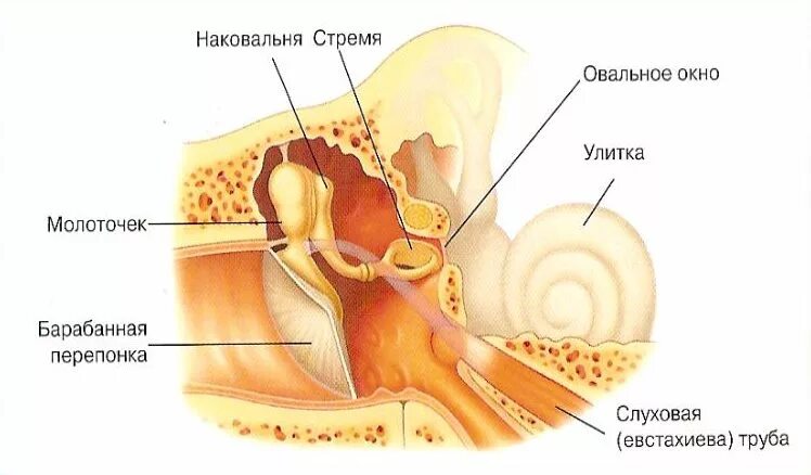 Среднее ухо анатомия строение среднего уха. Анатомические структуры среднего уха. Строение стремечко уха. Строение среднего уха человека анатомия.