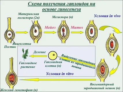 Гаплоидное поколение хвощей