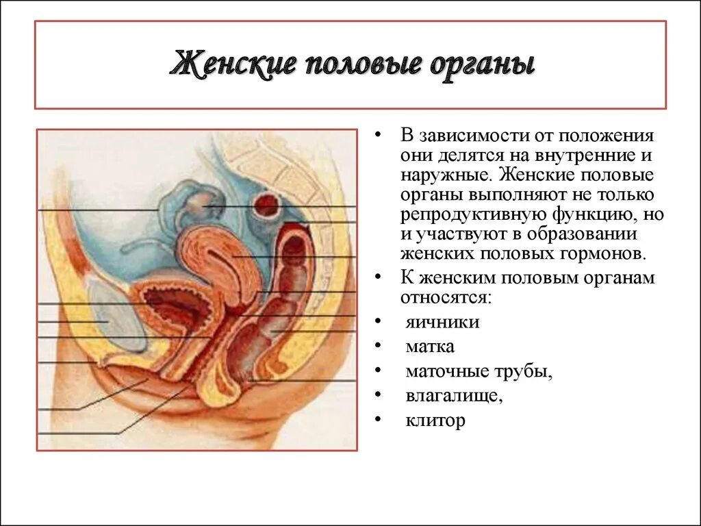 Строение женских органов внешних и внутренних. Строение женских органов внешних и внутренних. Наружные женские органы. Внутренние и внешние органы женщины. Строение женских органов внешних и внутренних.