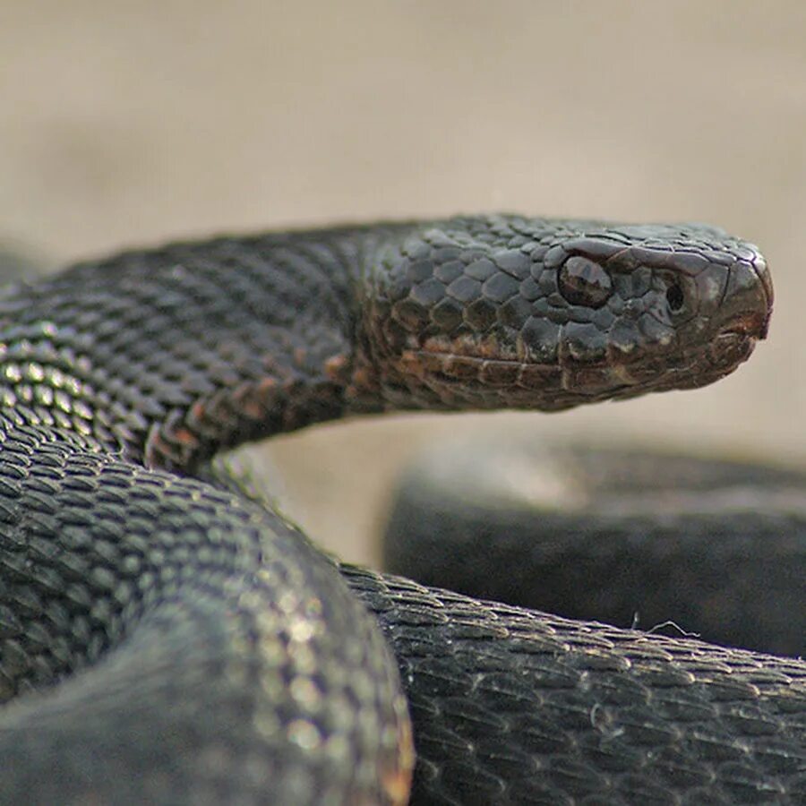 Гадюка Никольского (Vipera nikolskii). Лесостепная гадюка. Змея гадюка Никольского. Обыкновенная гадюка Vipera (Pelias) berus. Гадюка аудиокнига слушать