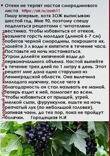 Что лечит лист смородины