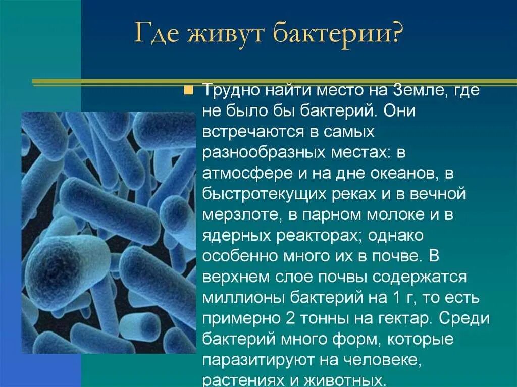 Гнилостные бактерии питание. Информация о бактериях. Рассказ о бактериях. Доклад о бактерии 5 класс по биологии бациллы. Доклад о бактериях.