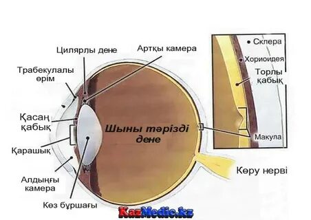 Тек жалаңаш ерлер мен әйелдердің суреттері