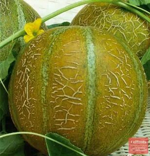 Лучшая дыня для средней полосы