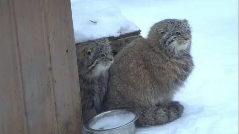 Котята манула в новосибирском зоопарке