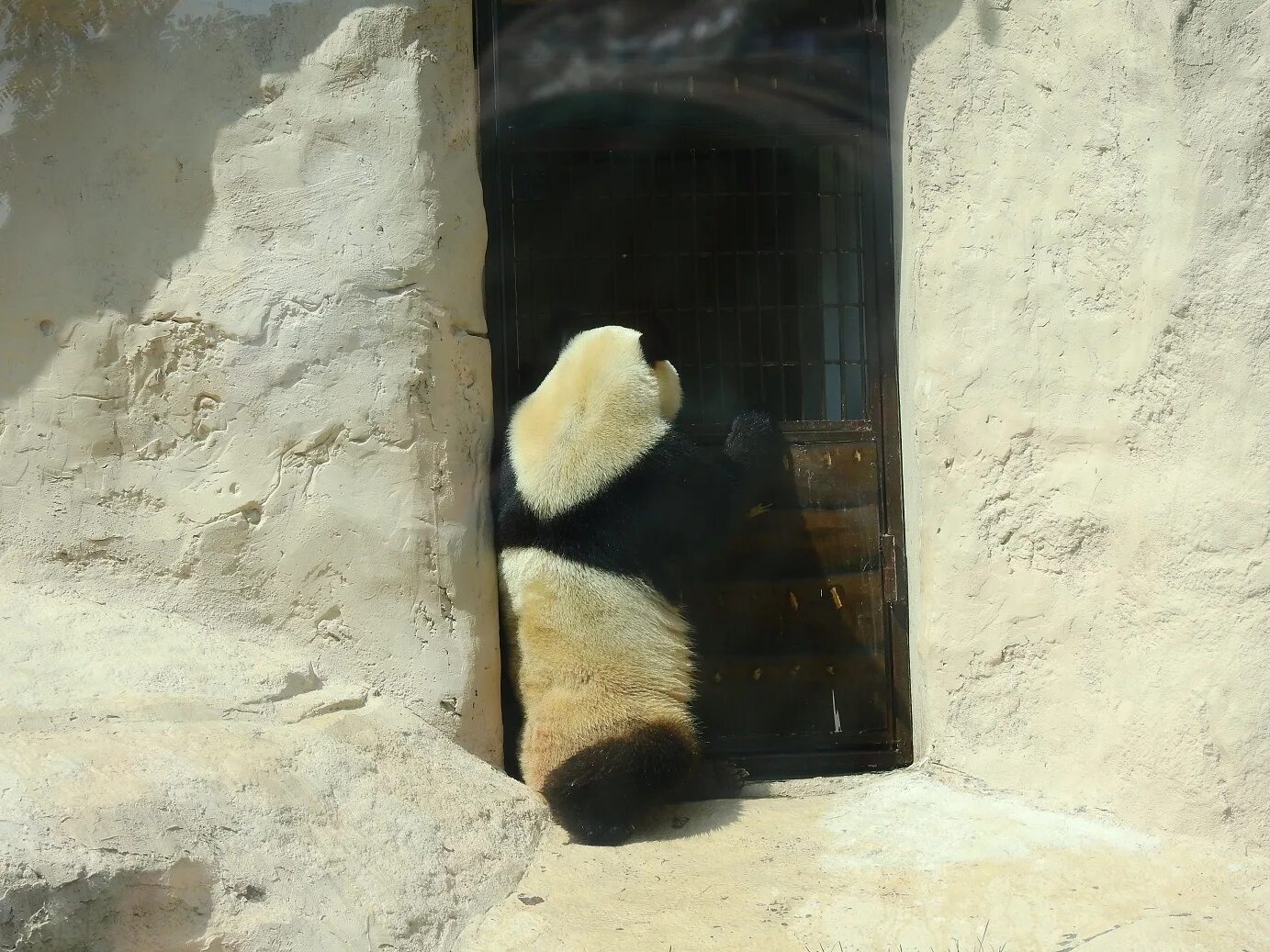 Павильон фауна Китая в Московском зоопарке. Схема Московского зоопарка панды. Павильон панд в Московском зоопарке. Московский зоопарк Панда упрямится. Где панды в московском зоопарке
