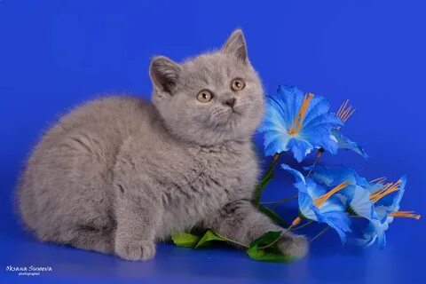 Котята в минске