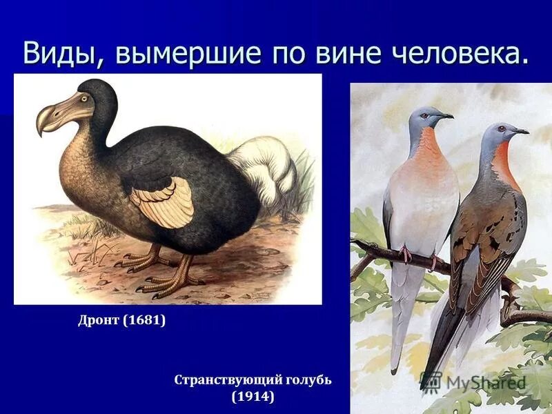 вид вымерший по вине человека. вымирающие виды животных. животные исчезнувшеепо вине человека. вид вымерший по вине человека. животные которые навсегда исчезли по вине человека.