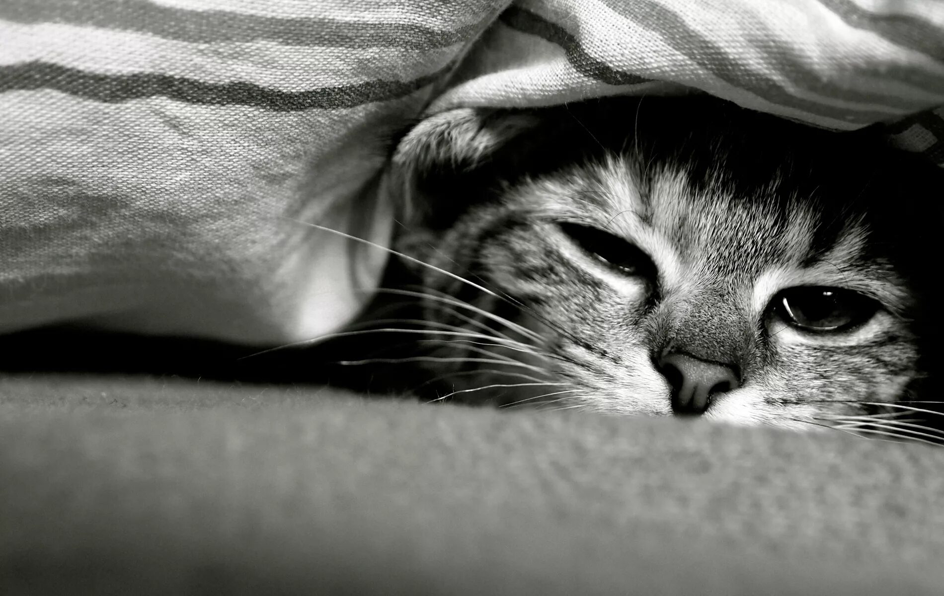 Грустная кошка. Кот под одеялом. Кот лежит под одеялом. Грустно картинки.