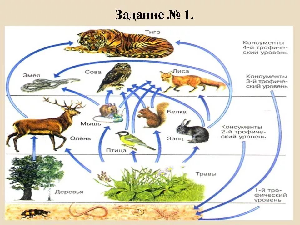 Первым звеном пищевой цепи являются продуценты. Пищевая цепочка в природе 9 класс биология. Пищевые Цепочки 5 класс биология. Пищевая цепочка в природе 5 класс биология. Биологический круговорот цепи питания.