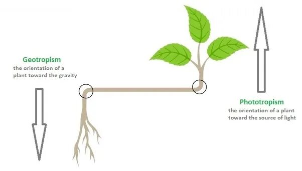 Отрицательный геотропизм стебля. Фототропизм и геотропизм у растений.