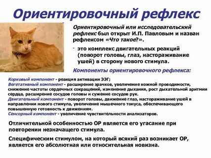 Безусловно ориентировочный рефлекс