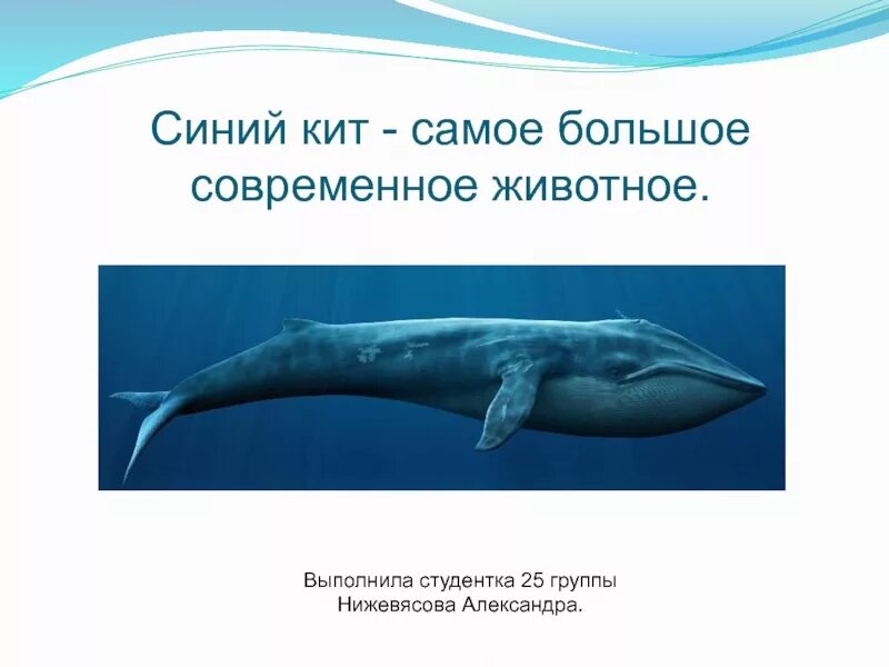 Синий кит презентация. Кит для презентации. Синий кит животное презентация. Китообразные презентация.