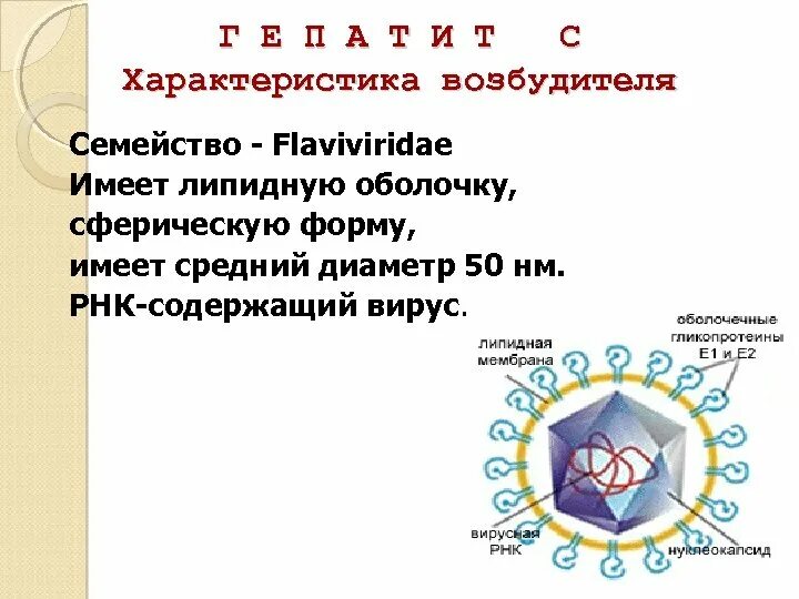 Какую оболочку имеет вирус. Рнк вирусы. рнк содержащие вирусы. размеры рнк вирусов.