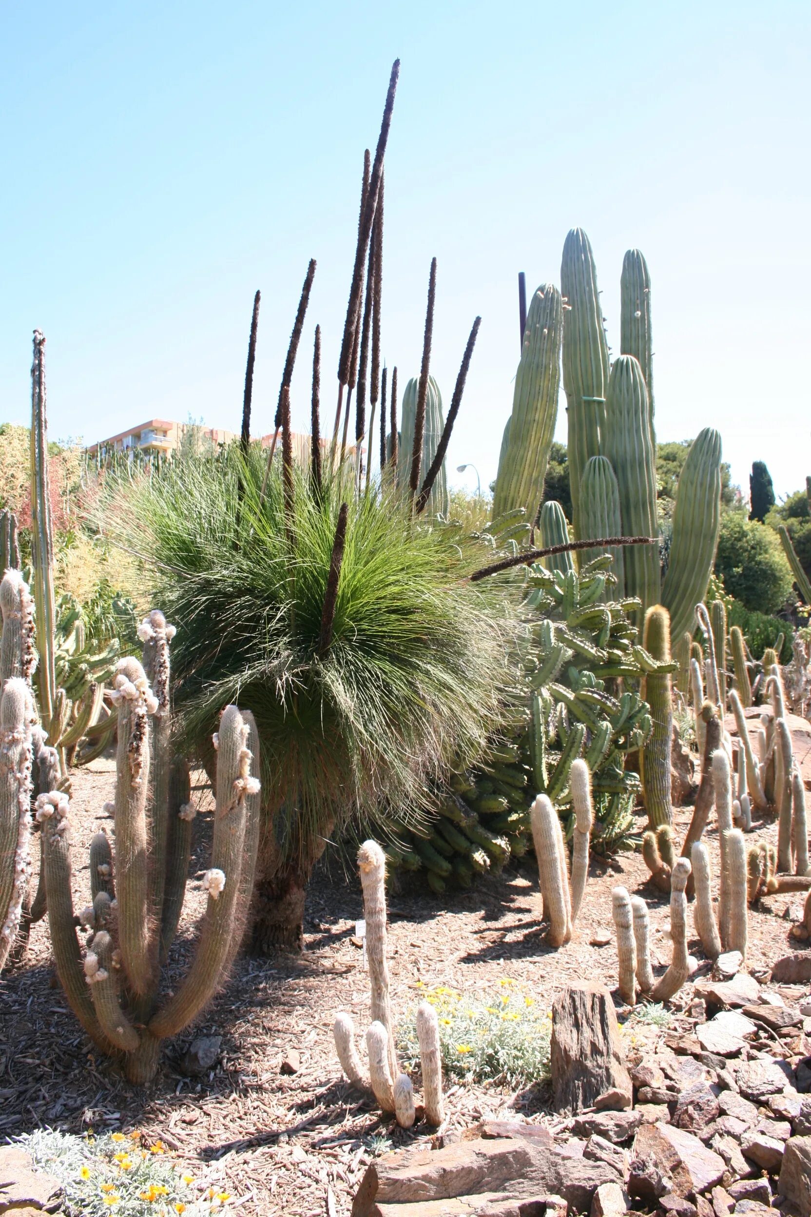 Mexican cactus. Опунция в Мексике. Кактусовые Мексика. Мексиканский Кактус опунция. Суккуленты в Мексике.