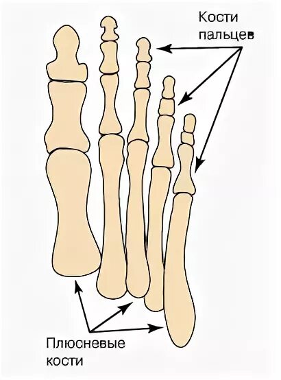 Основные фаланги стопы. Фаланга пальца стопы анатомия. Проксимальная фаланга 1 пальца стопы анатомия. Строение кости фаланги пальца. Проксимальная фаланга 5 пальца правой стопы.