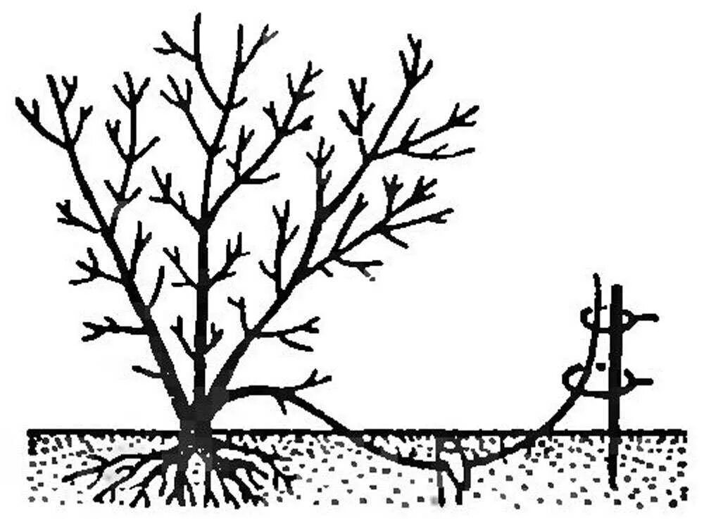 Жимолость отводками. Размножение жимолости отводками. Схема посадки жимолости. Отводки крыжовника. Как обрезать жимолость весной для начинающих