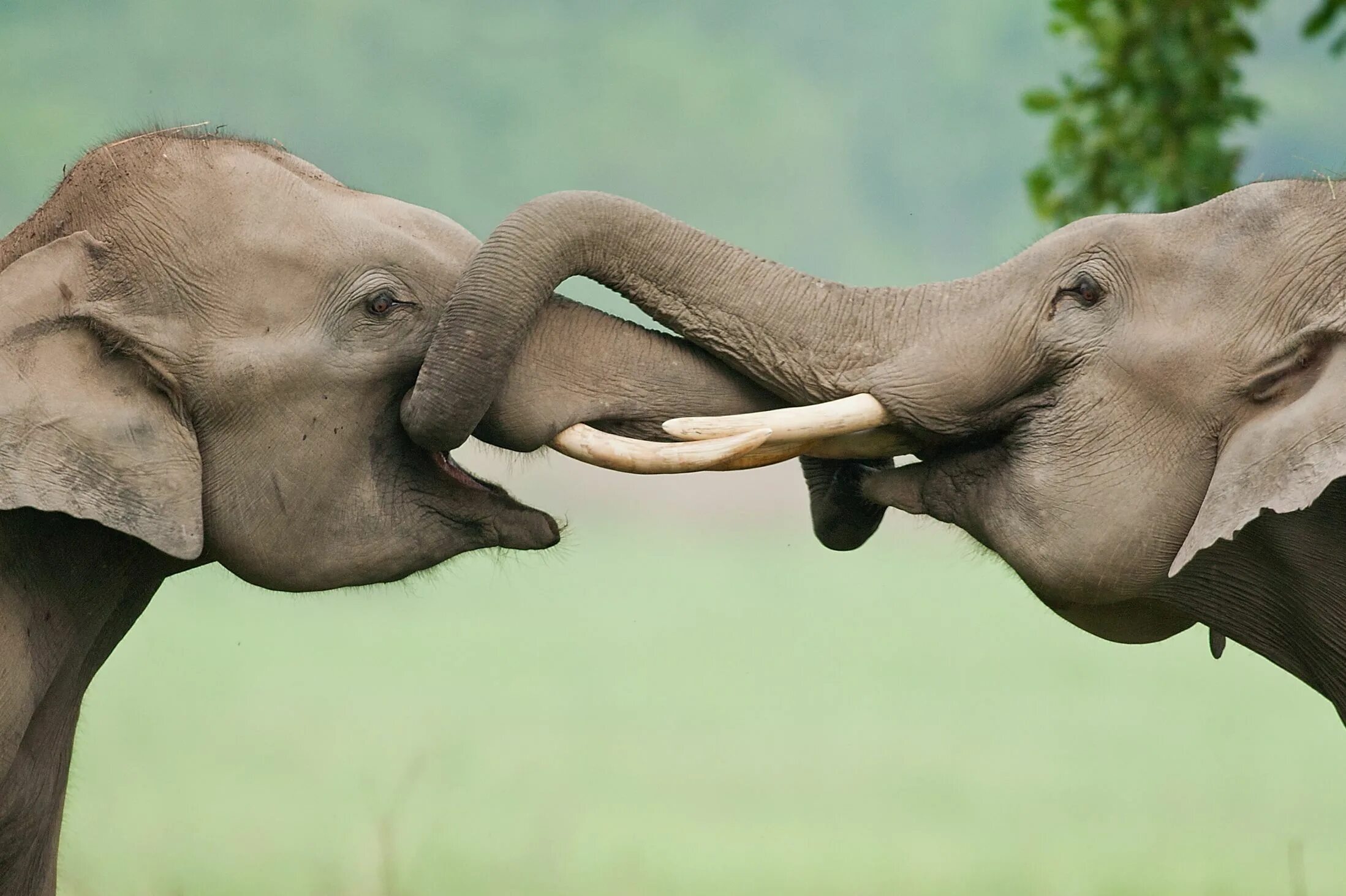 Elephant friends. Слоны обнимаются. Интересные животные. Слоны обнимаются хоботами. Хоботок слона.