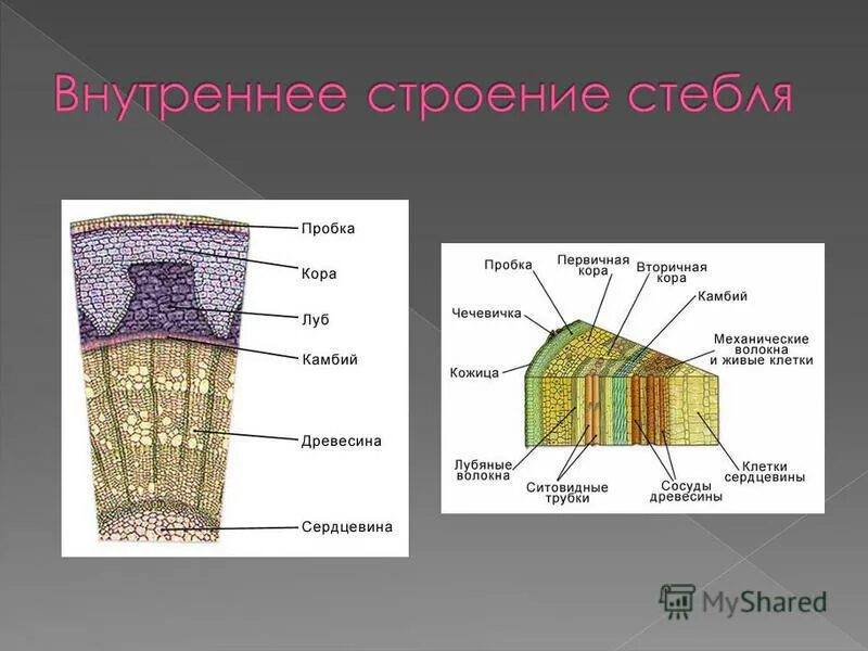 Анатомическое строение стебля травянистых растений