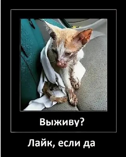 Высохший кот. Кот высох мем.
