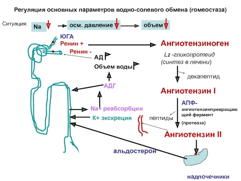 Измененный синтез. Регуляция основных параметров водно солевого обмена. Схема регуляции водно-солевого обмена физиология. Схема водно солевого обмена биохимия. Схема водноселевого баланса.