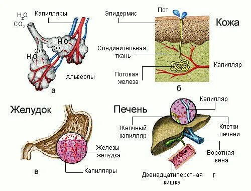 Выделительная функция кожи связана с. Выделительная система кажы. Кожа выделительная система. Потовые железы выделительная система.