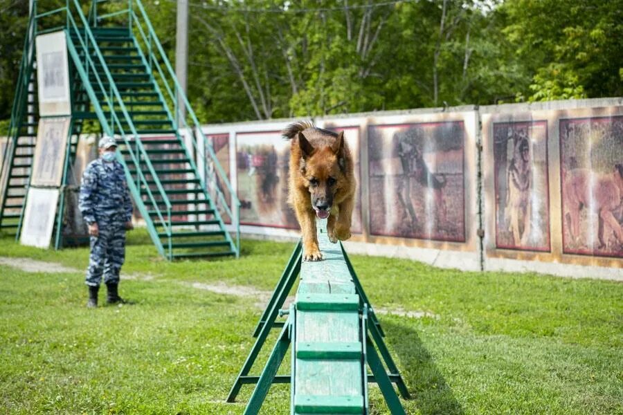 К 10 кинологический центр петрозаводск. Кинологический центр сокольники москва парк сокольники отзывы. Соревнования собак. Стадион сокольники тульская область. Кинологический центр сокольники.