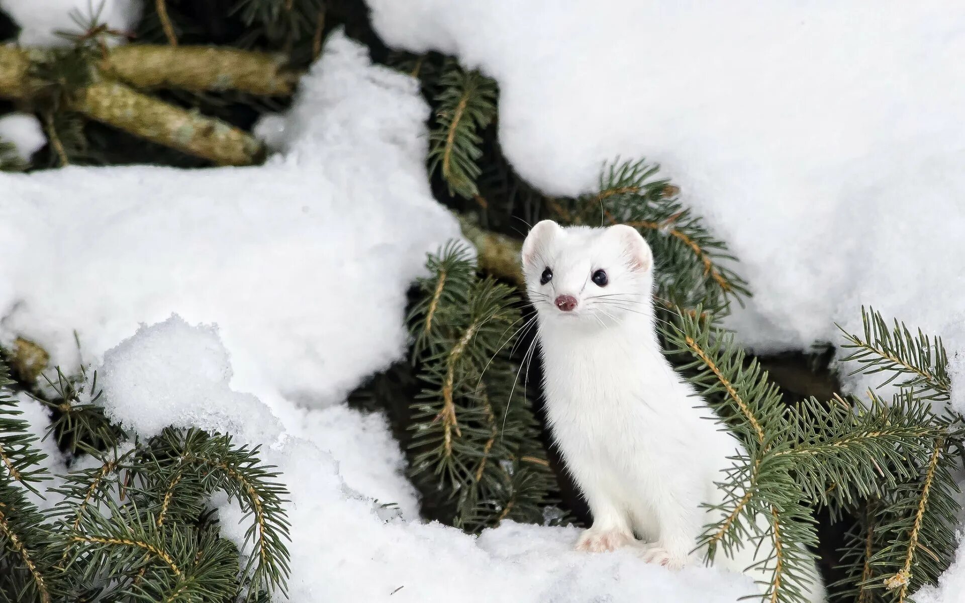 Снежные виды животных