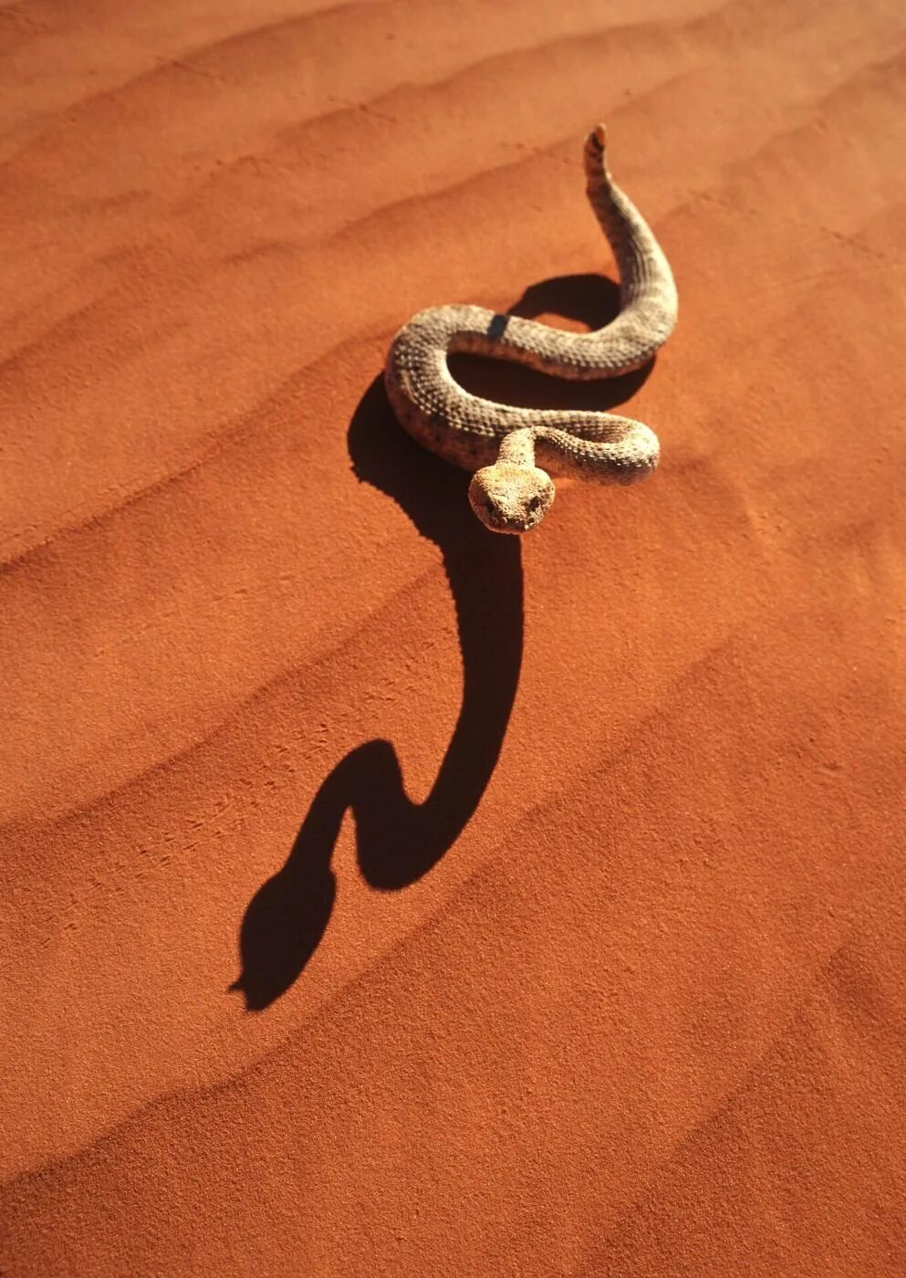 Змеи пустыни. Змея в пустыне. Пустыня животные змеи. Змея из пустыни. Искушение песчаного змея