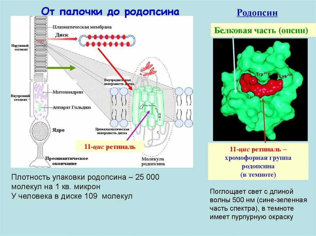 Родопсин в палочках. Родопсин строение. Простетическая группа родопсина. Родопсин поглощает свет. Сетчатка родопсин палочка