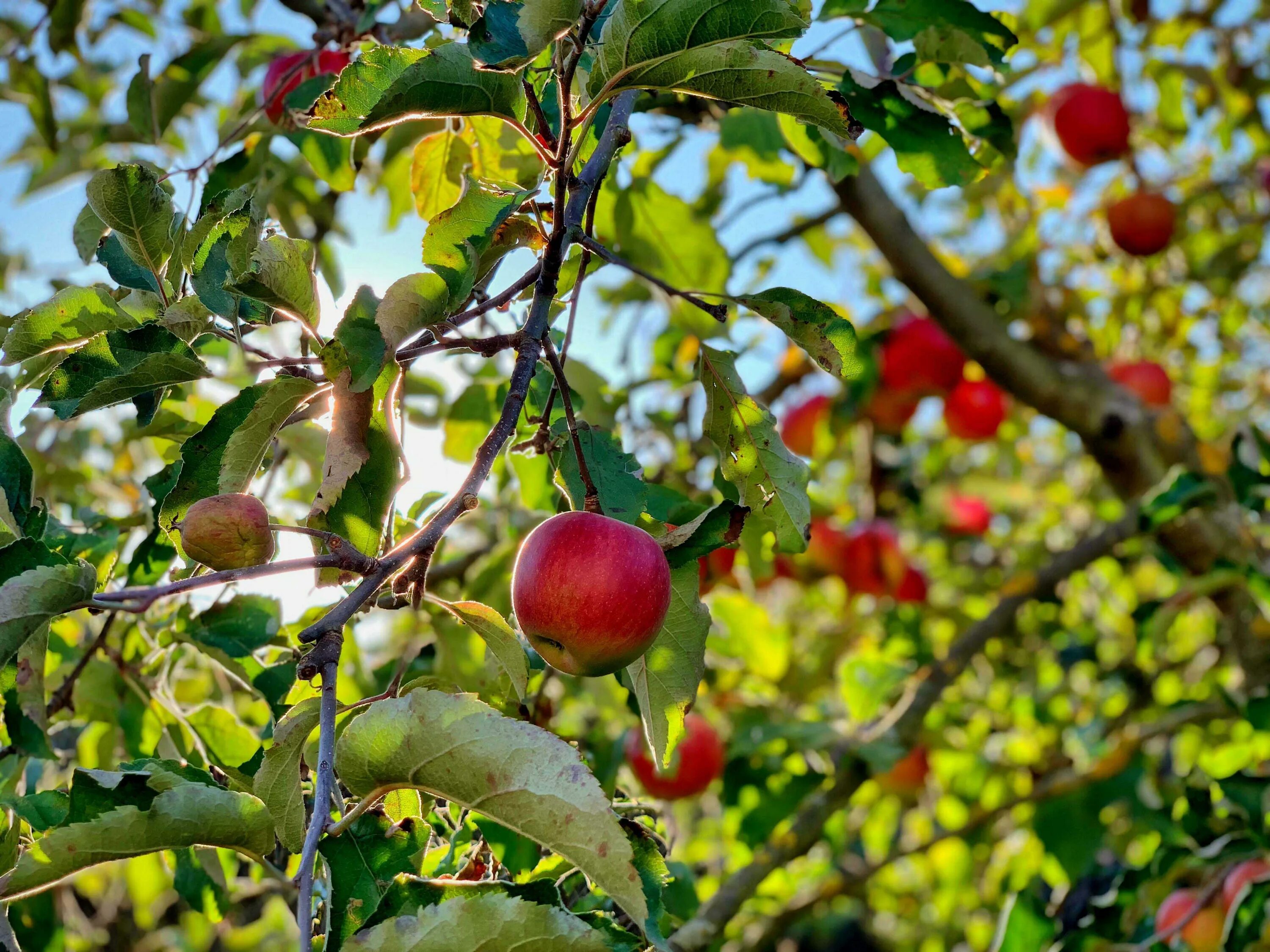 В саду где растут яблоки 2 сортов. Яблоня Донешта. Плод яблони. Яблоня с яблоками. Яблоневый сад.
