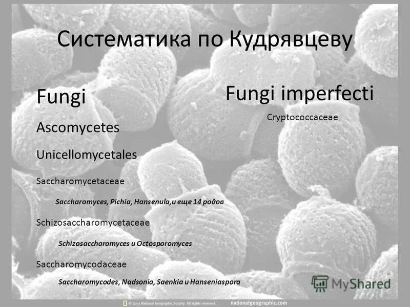 классификация и морфология микроорганизмов.