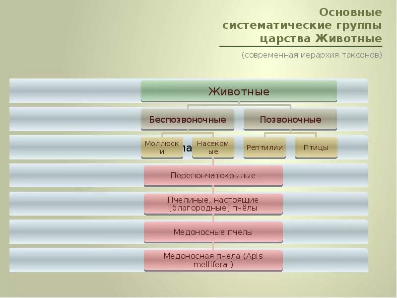 Основные таксономические группы. Иерархия таксонов. Современная иерархия таксонов. Основные систематические группы. Систематические группы животных.