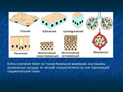 Группа клеток кубического эпителия