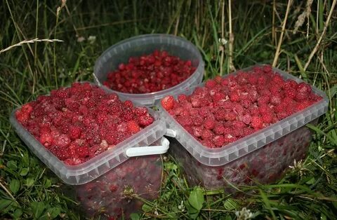Малина ленинградская