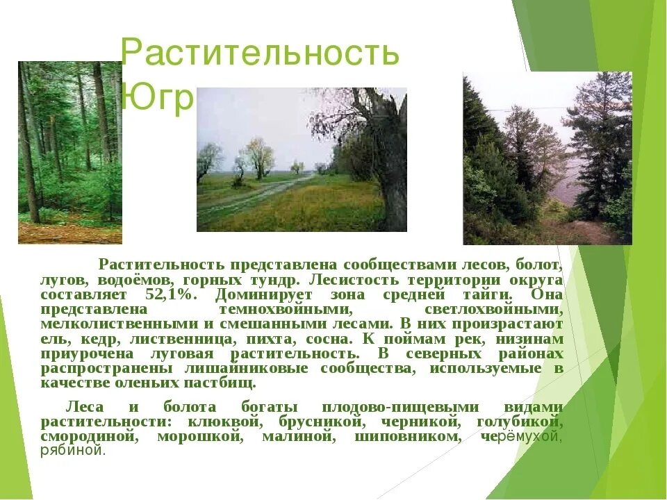 Сообщение о природных сообществах родного края. Разнообразие природы Югры. Растительный мир ХМАО Югры. Растительный мир Югры презентация. Природа родного края ХМАО.