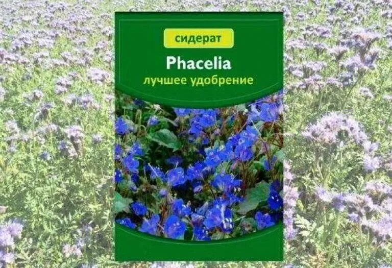 Как посеять фацелию весной