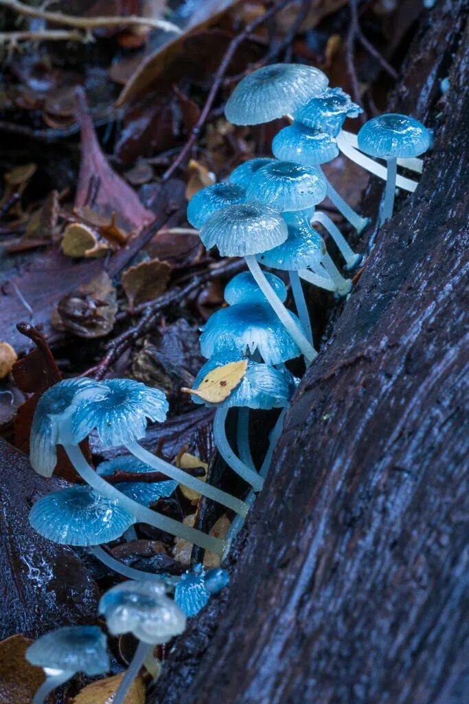 Живой синий гриб. Мицена хлорофос. Гриб голубая Мицена. Мицена Mycena. Мицена хлорофос гриб.