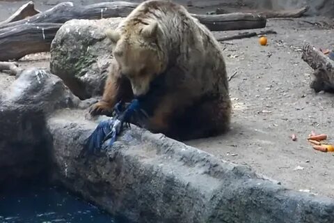 Медведь спасает