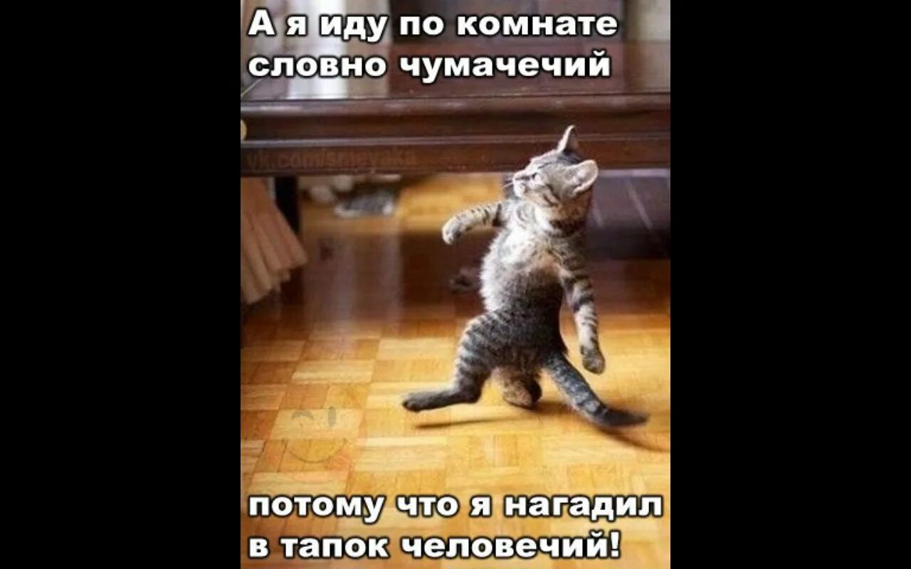 Кот ходит на задних лапах. Шагающий кот. кот идет на задних лапах. котик идет на двух лапах. кот like a boss.