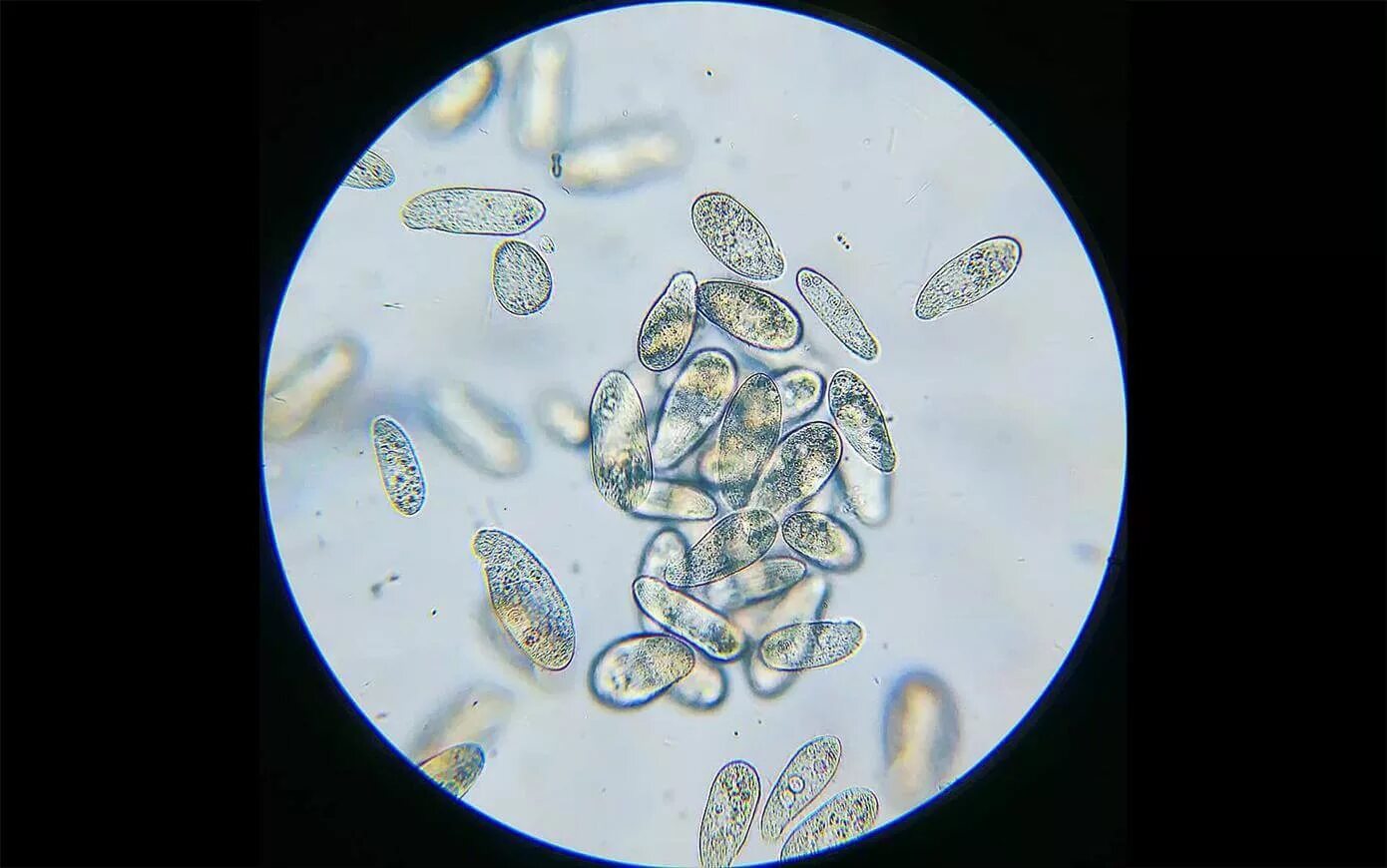 Красивые бактерии. Mycoplasma laboratorium синтия. Синтетическая бактерия синтия. Вирусы инфекции. Жизнеспособные микроорганизмы.