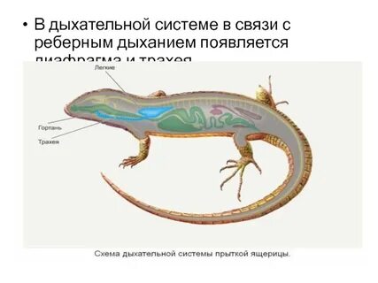 Впервые органы дыхания появились у
