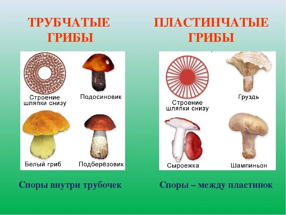 Грибы Шляпочные и трубчатые. Трубчатые и пластинчатые грибы таблица. Шляпочные трубчатые грибы Шляпочные пластинчатые грибы. Шляпочные грибы классификация. Признаки шляпочных пластинчатых грибов