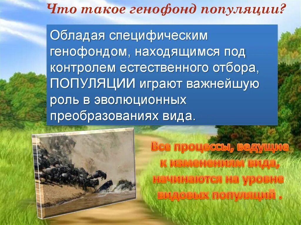 Какую роль играют популяции в эволюционных преобразованиях. Генофонд популяции. то такое генофонд популяции?. генофонд популяции это в биологии. генофонд популяции презентация.