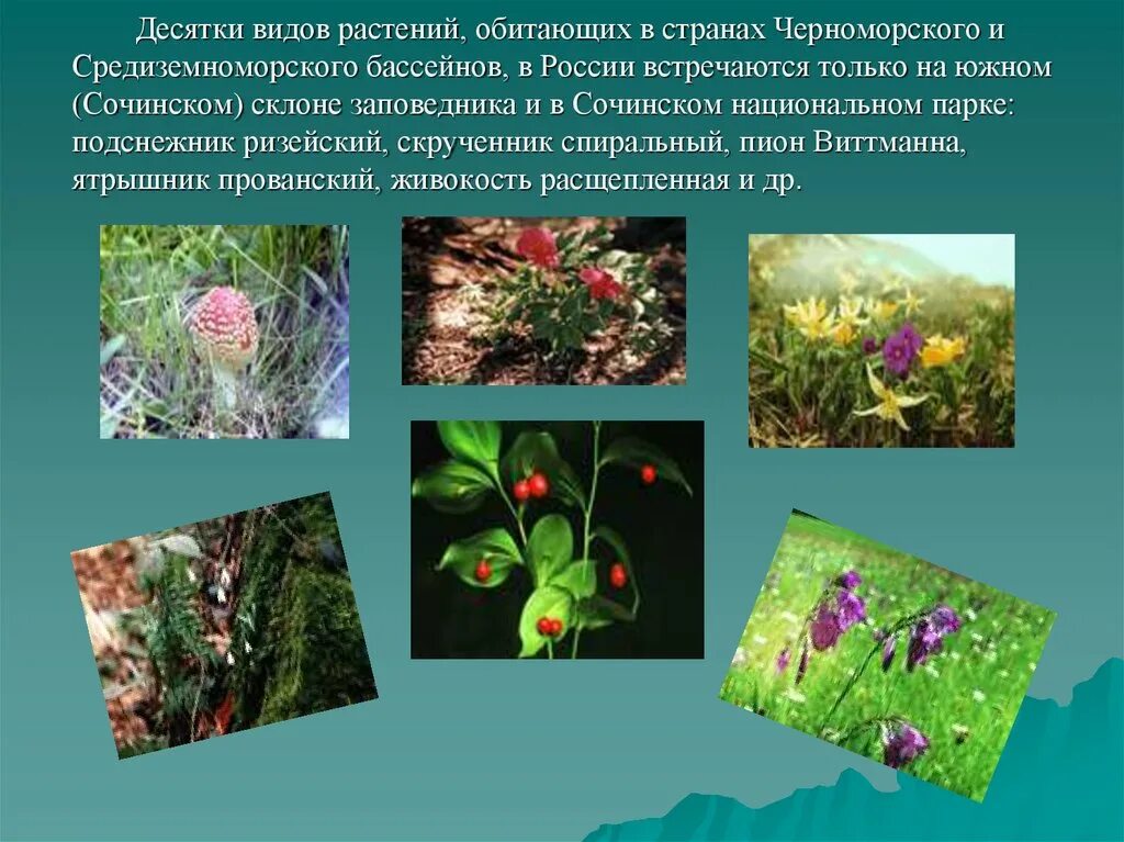 Сад содержащий коллекции охраняемых растений