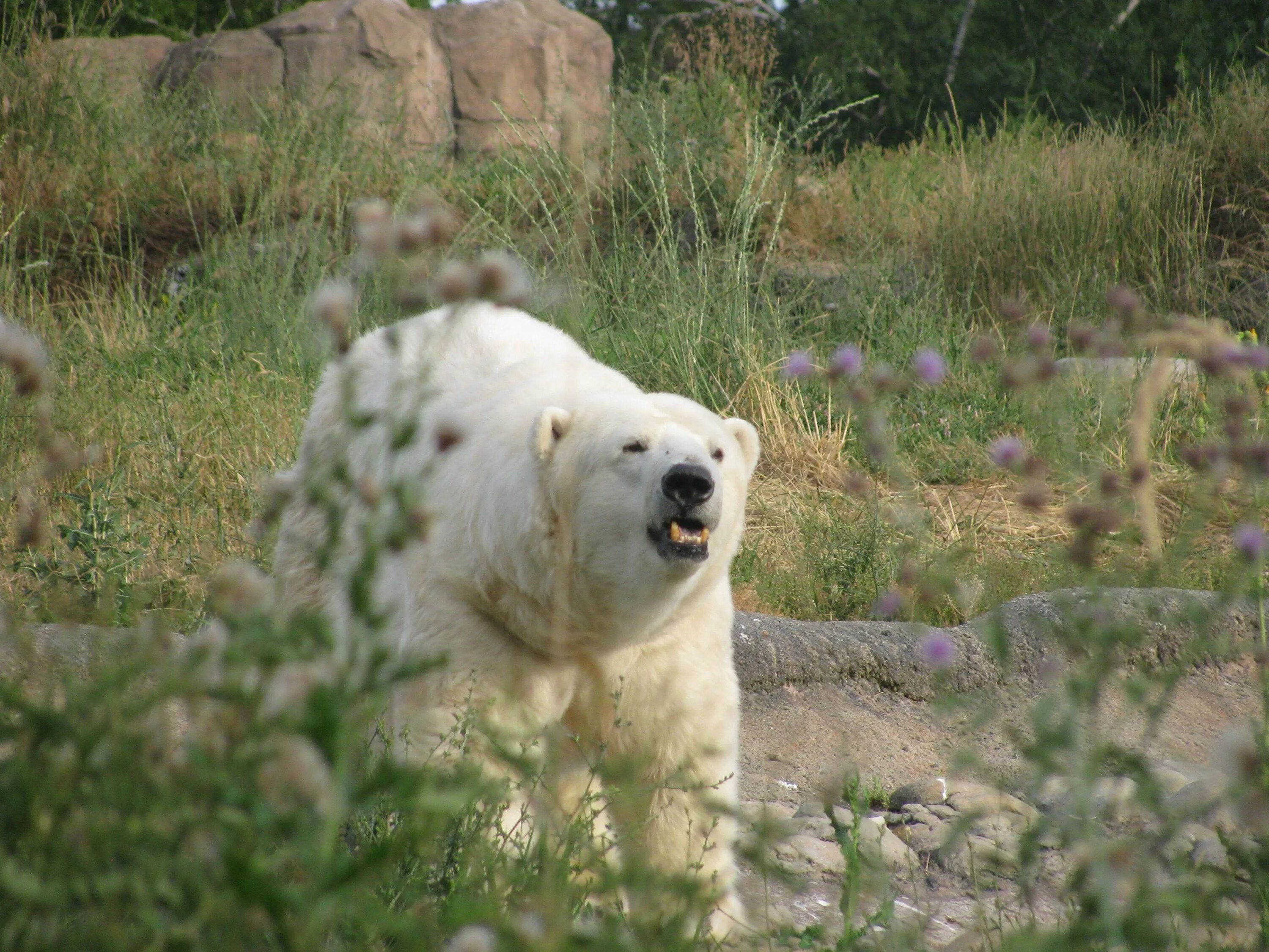 Животные белый медведь. Белый медведь рычит. Белый медведь в дикой природе. Собака белый медведь. Дикая природа белого медведя