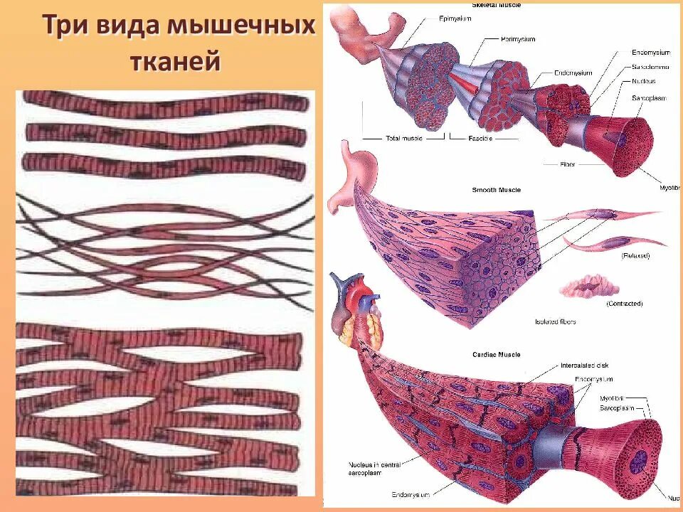 Мышечная ткань характеризуется. Мышечная ткань. Элементы мышечной ткани. Клетки мышц. Модель мышечной ткани.