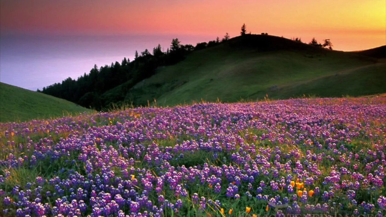 View ly. Beautiful field of Wild Flowers in the Myst. Beautiful fields of Wild Flowers.