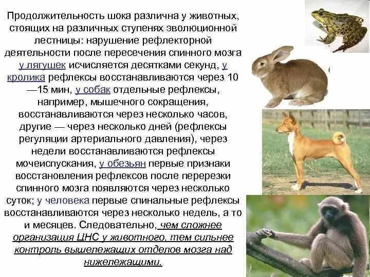 Исследование рефлексов у животных. Рефлексы животных. рефлексы у спинальных животных. восстановленные спинальные рефлексы по сравнению с исходными.